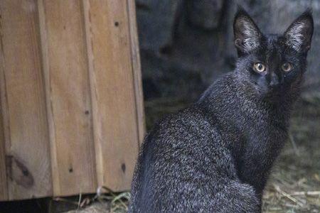 猫属于动物园还是农场