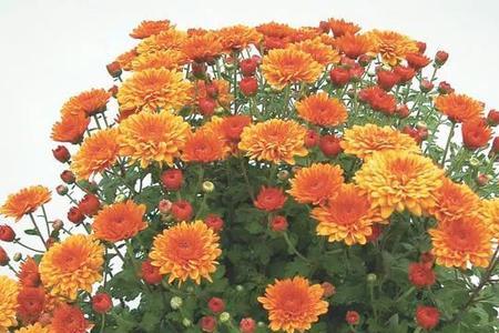 8月菊花掐头能在9月开花吗