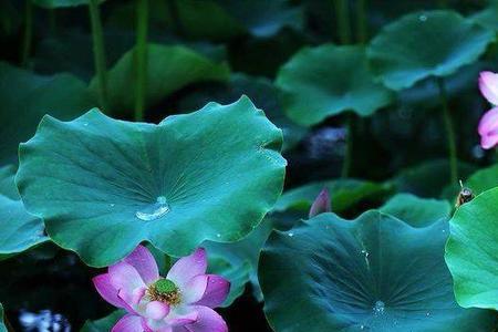 一场夏雨一场暖的意思