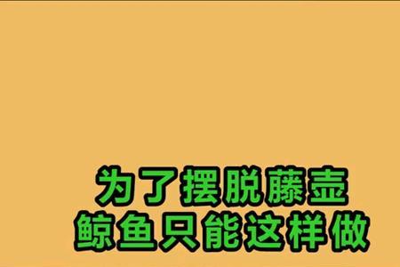 为什么听到鲸鱼的叫声会心疼