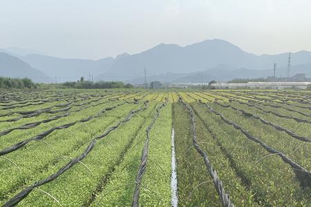 茶叶种植需要什么证件