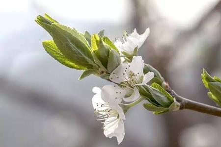 碧根果花芽分化时间