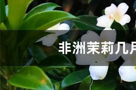 非洲茉莉秋天可以剪枝吗