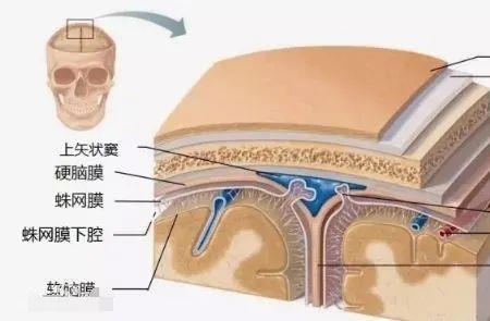 脑子里面是什么