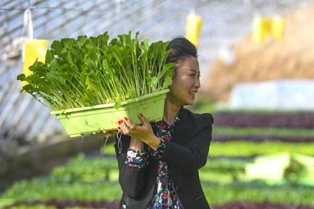 河北特色蔬菜