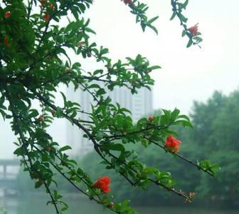 夏雨少秋霜早什么意思