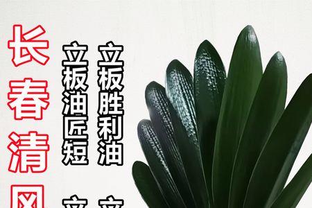 短叶麻脸君子兰立板特征