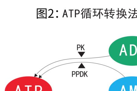 adp用完以后是atp吗