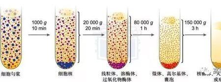 差速离心法怎样破坏细胞膜