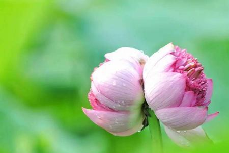 花开并蒂莲的意思