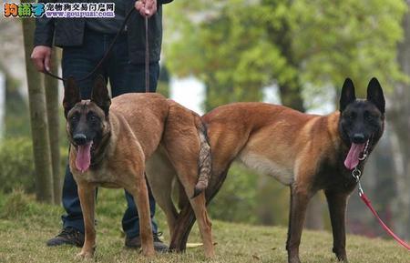 马犬后腿有6个脚趾好不好