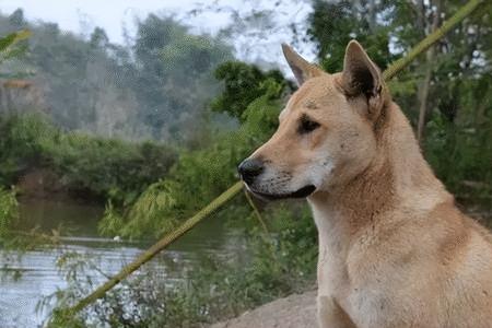 中华田园犬为什么越来越聪明