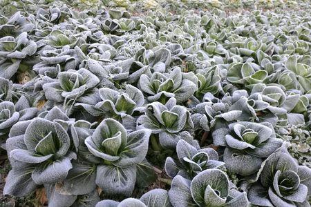 雪红果多长时间有白霜