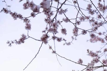 那年杏花微雨是什么意思