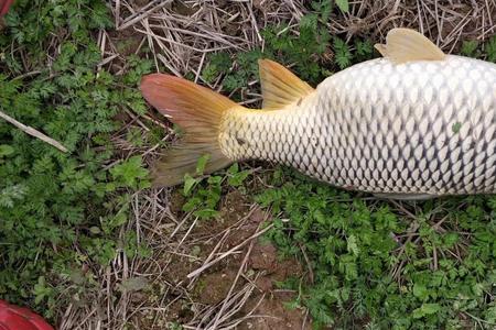 钓鲤鱼鲫鱼哪个更适合野钓