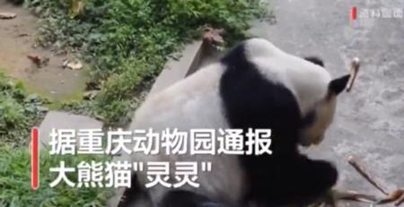 大熊猫团团几岁死的