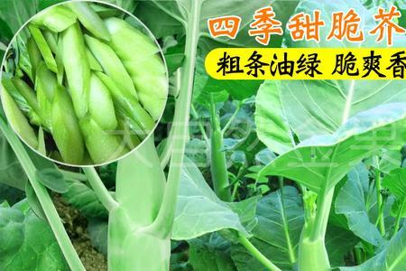 四季大芯甜芥兰种植时间