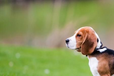 比格犬和柴犬哪一种好