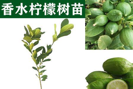 广东香水柠檬亩种植棵数