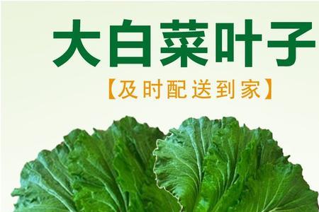 白菜叶出现白点怎么治