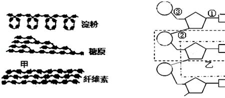 淀粉和糖原中葡萄糖排列方式