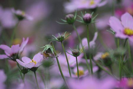 火桑花是什么花