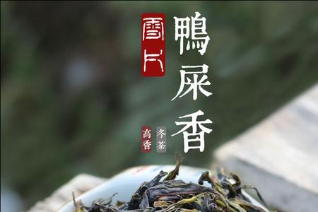 凤凰单枞茶水比例