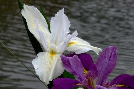 鸢尾花花苞干尖还能开花吗