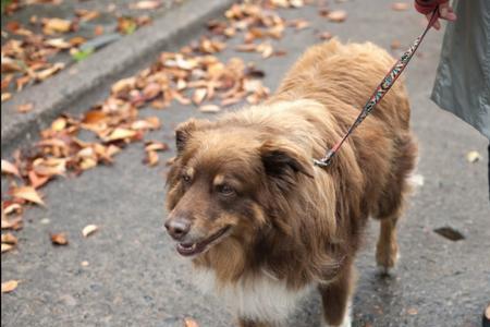 塔兹犬每小时能跑多少公里