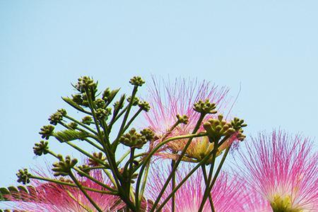 合欢花为啥清晨降落