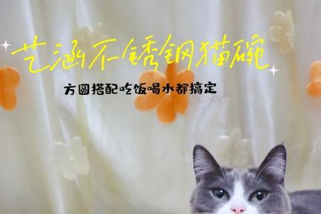 怎么把猫碗一体的垫高