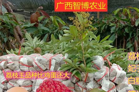 桂花树可以嫁接荔枝吗