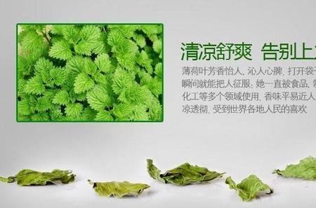 上饶薄荷是哪种