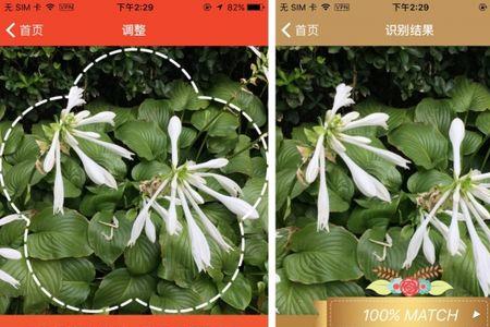 辨叶识花app