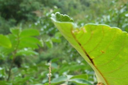 北方适合种植相思果