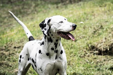 大麦町犬和金毛哪个好