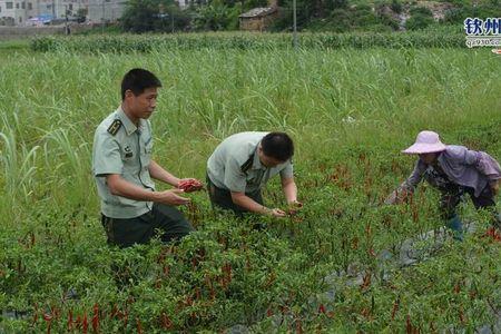 菜椒一窝栽几棵好