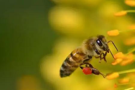 新蜜蜂是什么意思