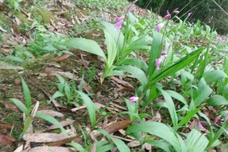 白芨果荚什么时候播种