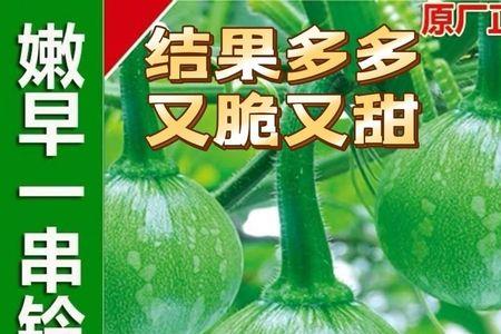 一串铃小南瓜怎样整枝