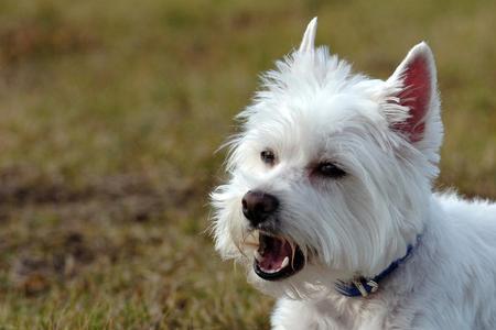 小型犬适宜多少温度