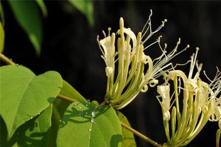 金银花的叶子和花有什么区别