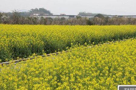 油菜怎么储存到冬天吃