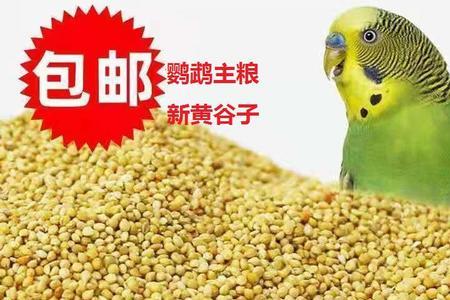 玄凤最适合吃什么饲料