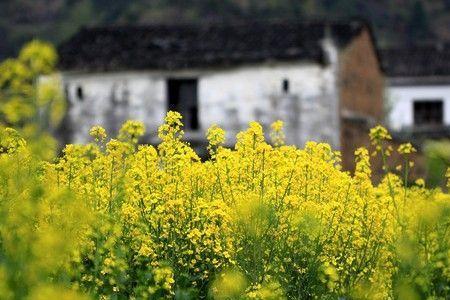 油菜花那是春天的什么吧