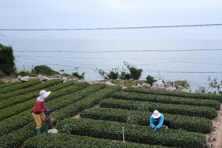 茶园世家孙涛卖的茶是真的吗