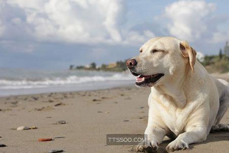 拉布拉多犬有没有花的