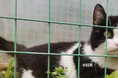 小熊猫可以在家里领养吗