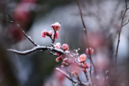 梅花逊雪三分白全诗内容