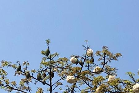 刺桐花与木棉花有什么区别